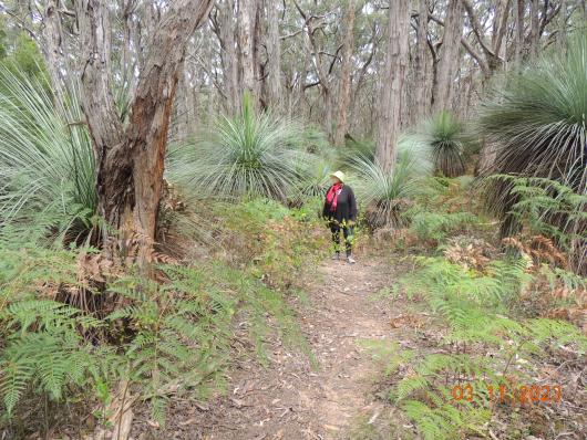 Stringy Bark Loop